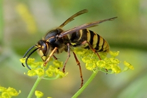 Common wasp