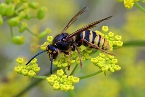 Wasp on wild parsnip