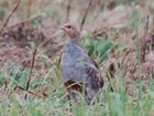Farmers and land managers show that every partridge counts