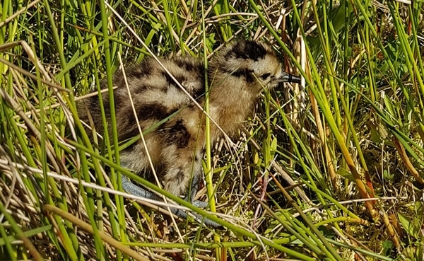 Curlew2