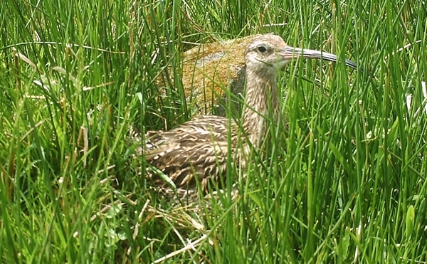 Curlew3