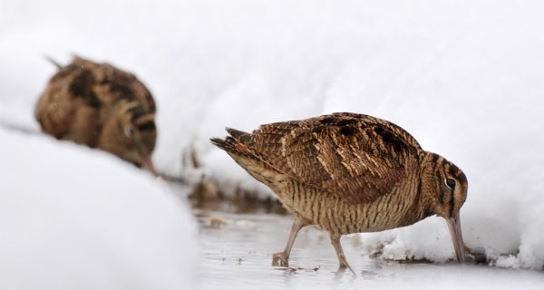 Two -woodcock 600