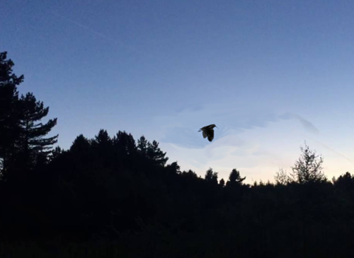 Woodcock Woodcock