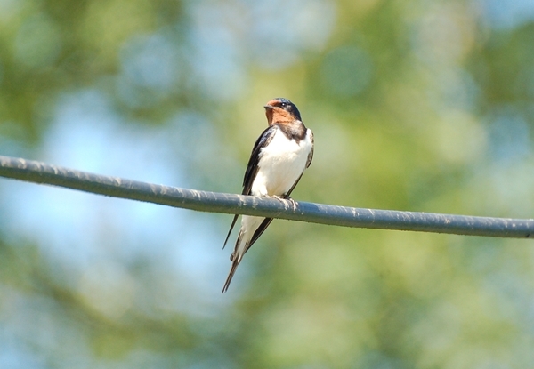Swallow 1 Swallow 1