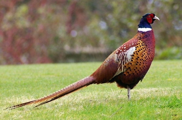 Pheasant Pheasant