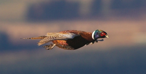 Pheasant -flying -wwwlauriecampbellcom