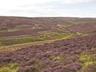 Grouse moor changes would lead to loss of important biodiversity: Our letter to The Telegraph