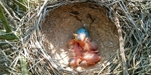 Thrushes