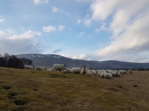 Sheep grazing