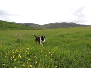 Dog on rotational grassland