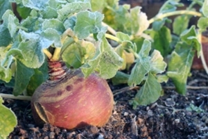 Turnip