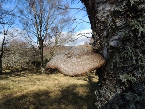 Woodland
