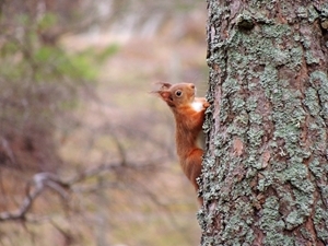 Red squirrel at Auchnerran