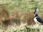 Stoat control benefits threatened species: Our letter to The Times