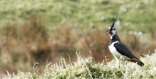 Lapwing