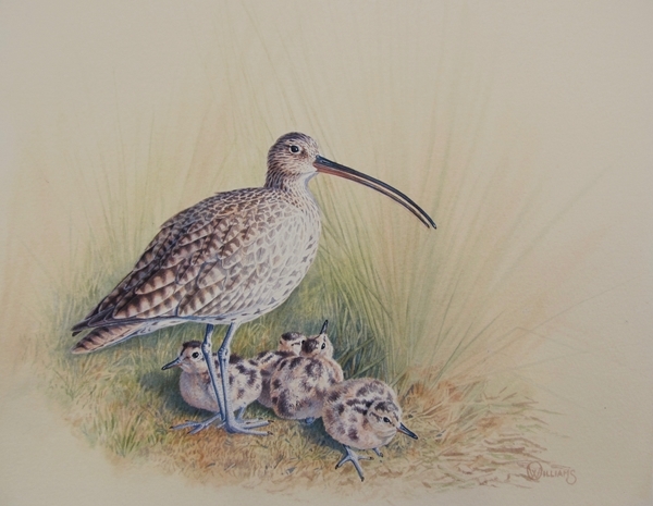 Curlew - Owen Williams (002) Curlew - Owen Williams (002)