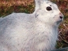 Monitoring Mountain Hares