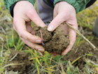 BETA Conservation Management at The Allerton Project