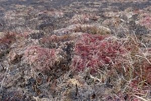 Moss