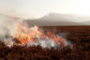 Heather burn