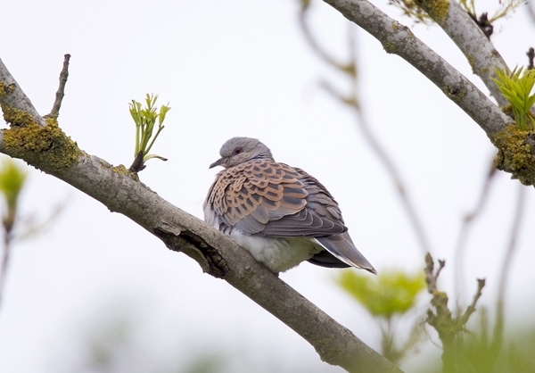 Turtle Dove