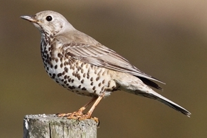 Mistle thrush