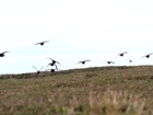 The 'great' idea of ploughing up our heather moorlands is bizarre: Our letter published in The National