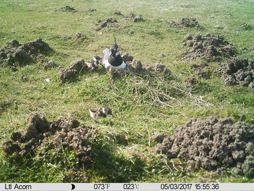 Lapwing Nest 1