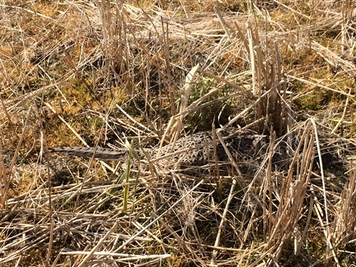 A Wild Hen Pheasant Sticking Tight On A Clutch Of 11 Eggs With Wonderful Camouflage May 2018