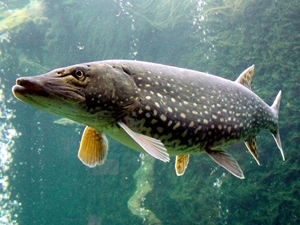 Pike