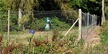 The long-term effects of pheasants on the plant community