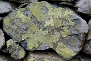 Lichen-covered stone