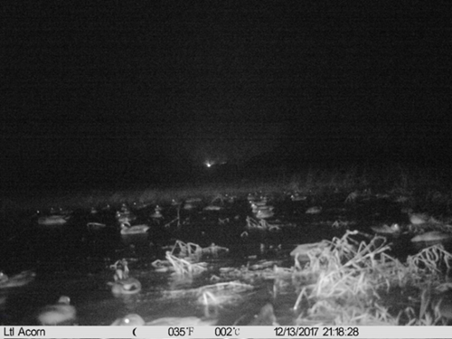 GWCT LIFE Waders For Real _Nighttime Ducks On Scrape