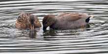 Wintering waterfowl and waders