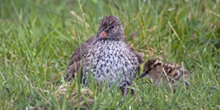 Breeding birds