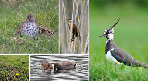 GWCT LIFE Waders For Real _Breeding Birds