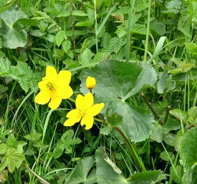 GWCT LIFE Waders For Real _Marsh Marigold3