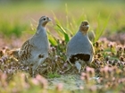 Natural history of the grey partridge: Until death do us part
