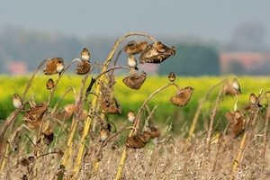 Bramblings (Jannie Timmer)