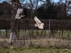 The Big Farmland Bird Count is here – time to do your bit