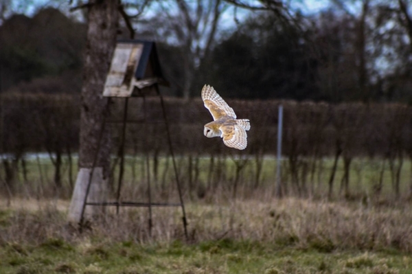 Barn Owl Barn Owl