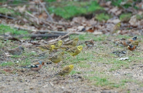 Buntings And Dunnock