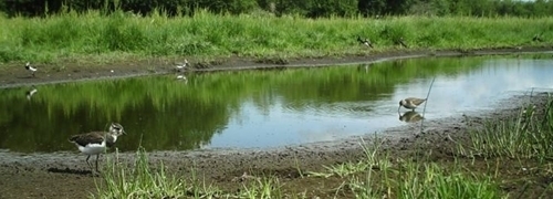 Lapwing And Redshank On Scrape