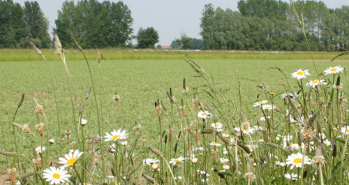 CFE VM 17 Cropped