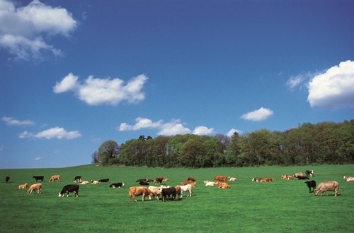 Cows In Field