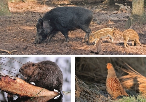 Species Species