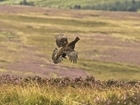 Grouse moor management key to helping hen harrier population: Our letter to The Field