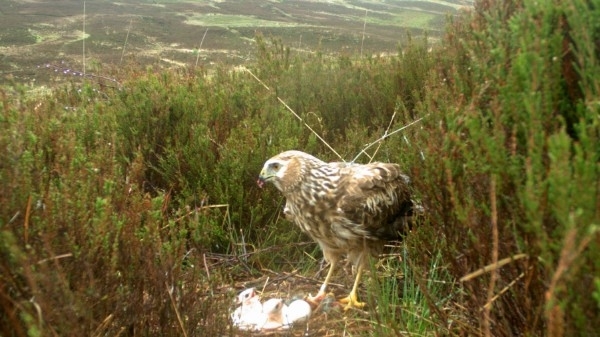 Miranda -nest -cam -langholm