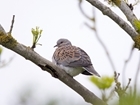 Turtle doves set for boost