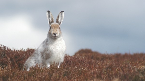 Mountain Hare 2 Scott Newey Small Mountain Hare 2 Scott Newey Small